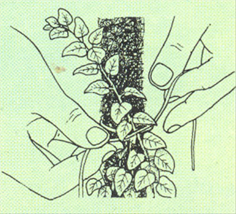 Hængefigen - Ficus pumila - pasning