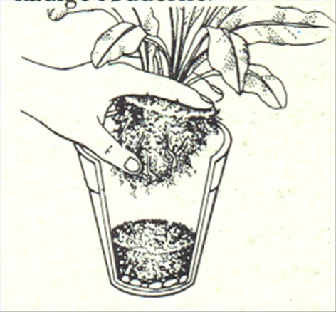 Fuglerede bregne - Asplenium nidus avis - pasning