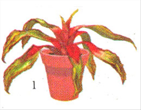 Neoregelia - Neoregelia carolinae - pasning