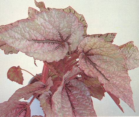 Bladbegonier - Begonia rex og Begonia masoniana - pasning