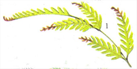 Kantbregne - Pteris tremula - pasning