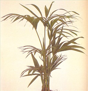 Kentiapalme - Kentia forsteriana - pasning