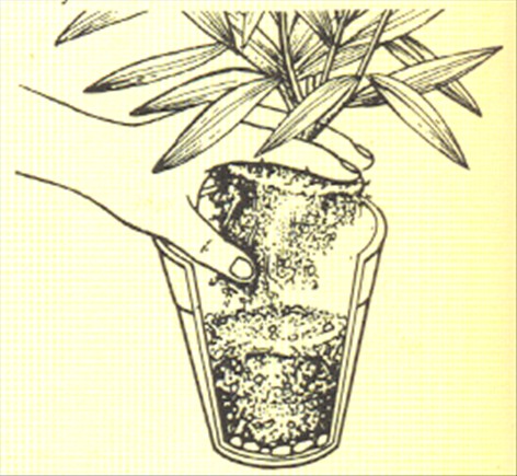 Nerie - Nerium oleander - pasning