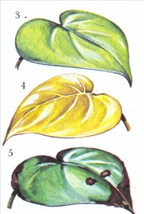 Philodendron, klatrende - Philodendron scandens - pasning