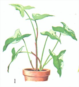 Gåsefod - Syngonium vellozianum - pasning