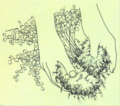 Venushår bregne - Adiantum capillus-veneris - pasning