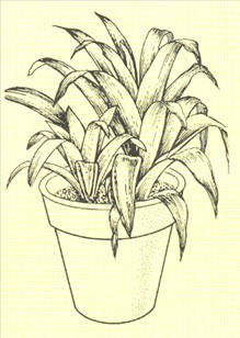 Juvelblomst - Guzmania minor - pasning