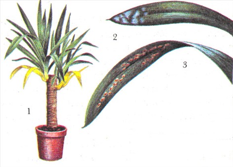 Palmelilje - Yucca elephantipes - pasning