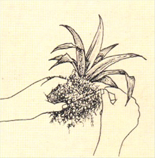 Neoregelia - Neoregelia carolinae - pasning