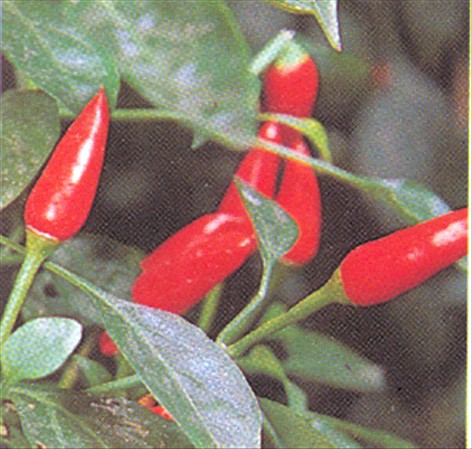 Spanskpeber - Capsicum annuum - pasning