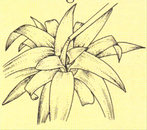 Juvelblomst - Guzmania minor - pasning