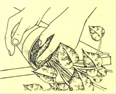 Guldranke - Scindapsus aureus - pasning