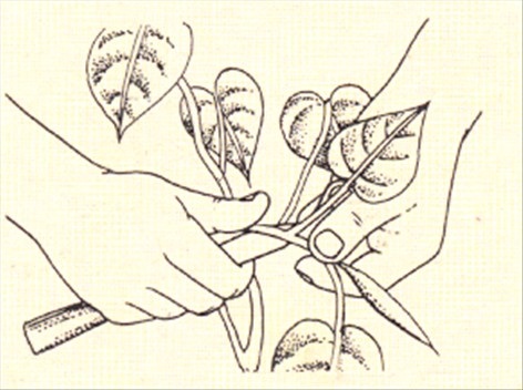 Philodendron, klatrende - Philodendron scandens - pasning