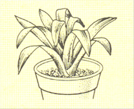 Juvelblomst - Guzmania minor - pasning