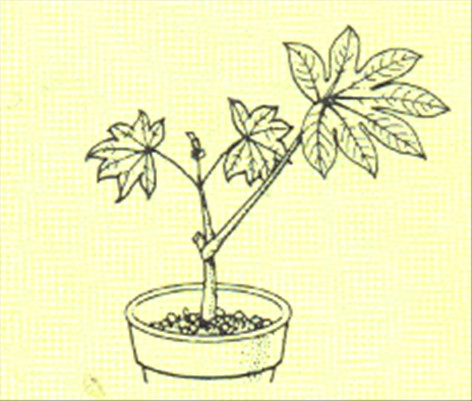 Stuearalia - Aralia japonica - pasning