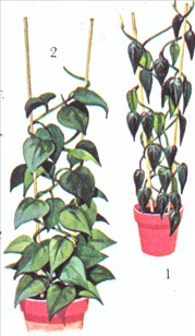 Philodendron, klatrende - Philodendron scandens - pasning