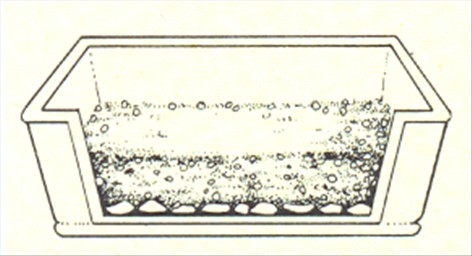 Nyrebregne - Nephrolepis exaltata - pasning