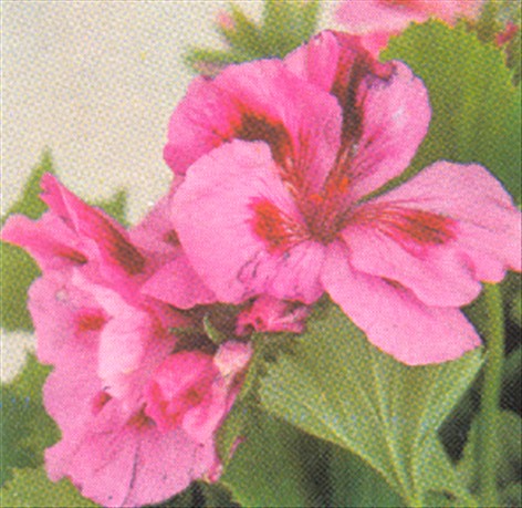 Pelargonie - Pelargonium - pasning