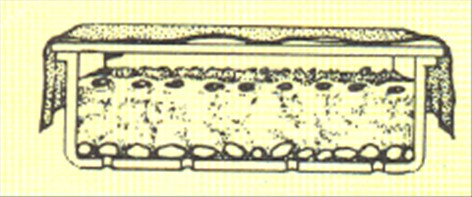 Stuegran - Araucaria excelsa - pasning