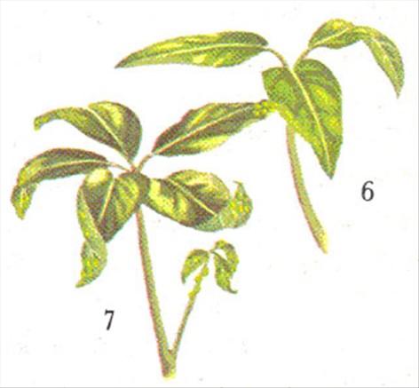 Paraplyplante - Schefflera actinophylla - pasning