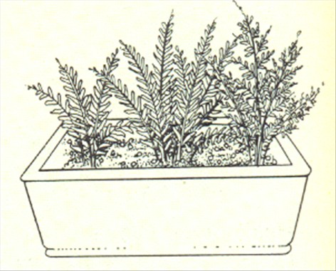 Nyrebregne - Nephrolepis exaltata - pasning