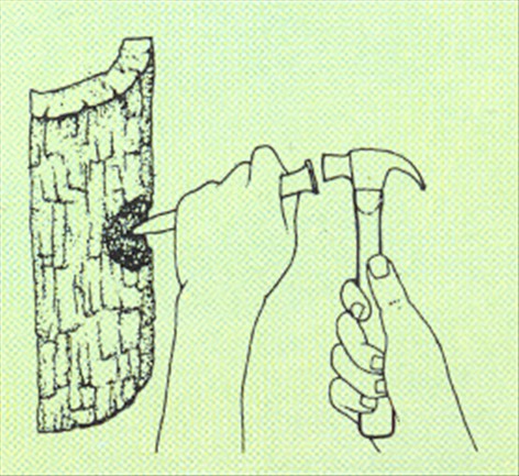 Elsdyrtakbregne - Platycerium alcicorne - pasning