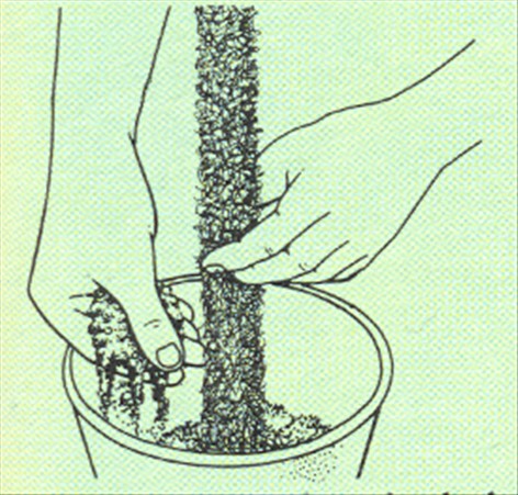 Hængefigen - Ficus pumila - pasning