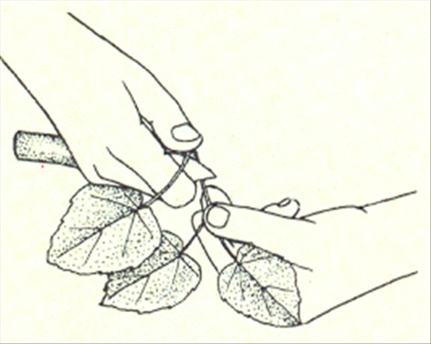 Stuelind - Sparmannia africana - pasning