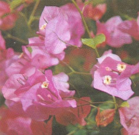 Bougainvillea - Bougainvillea glabra - pasning