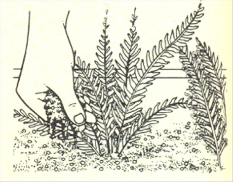 Nyrebregne - Nephrolepis exaltata - pasning