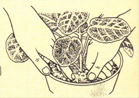 Rødåre - Fittonia verschaffeltii - pasning