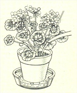 Pelargonie - Pelargonium - pasning