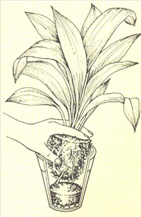 Aspidistra - Aspidistra elatior - pasning