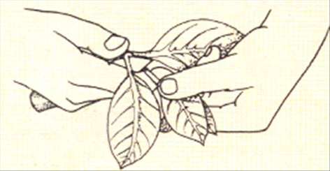 Aphelandra - Aphelandra squarrosa - pasning