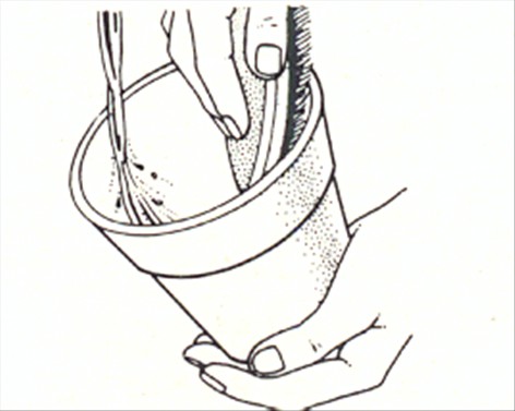 Lykkeaks - Beloperone guttata - pasning