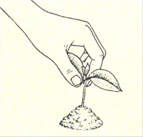 Duftranke - Stephanotis floribunda - pasning