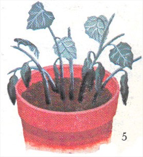 Betlehemstjerne - Campanula isophylla - pasning