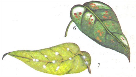 Flamingo blomst - Anthurium scherzerianum - pasning