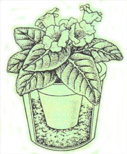 Gloxinia - Sinningia speciosa - pasning