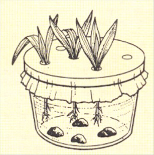 Nerie - Nerium oleander - pasning