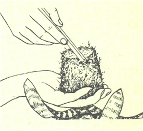 Fluesmækker - flammesværd - Vriesia splendens - pasning