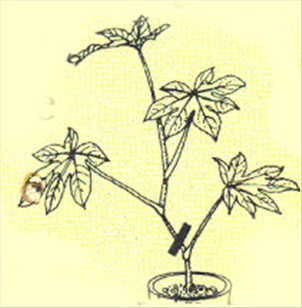 Stuearalia - Aralia japonica - pasning