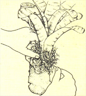 Aechmea - Aechmea fasciata - - pasning