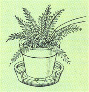 Nyrebregne - Nephrolepis exaltata - pasning