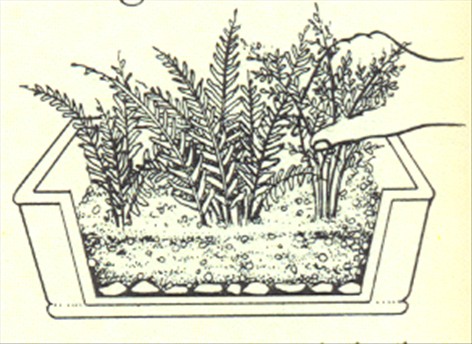 Nyrebregne - Nephrolepis exaltata - pasning