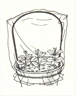 Hængefigen - Ficus pumila - pasning