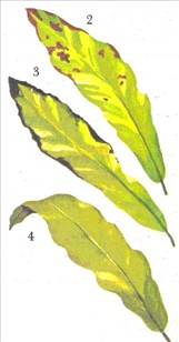 Fuglerede bregne - Asplenium nidus avis - pasning