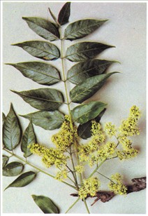 Skyrækker - Ailanthus altissima, synonym A. glandulosa