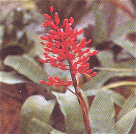 Aechmea - Aechmea fasciata - - pasning