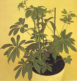 Paraplyplante - Schefflera actinophylla - pasning